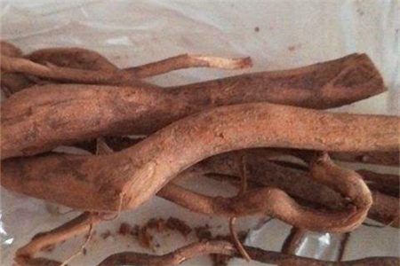 黄芪和丹参可以一起泡水喝吗