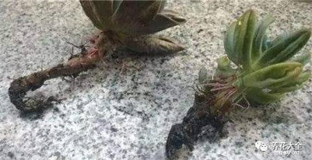 多肉植物修根后晾多久
