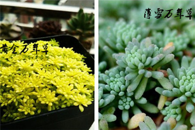 黄金万年草的作用