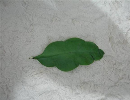 昙花的繁殖方法有哪些