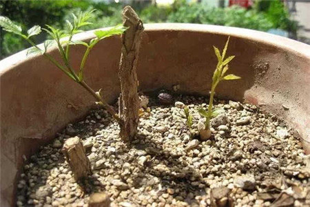 俄罗斯凌霄花的养殖方法和注意事项