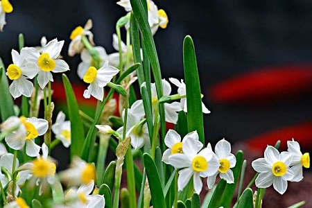 水仙花有什么颜色还有什么特征和特点