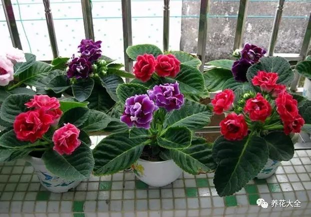 北边阳台适合养什么花