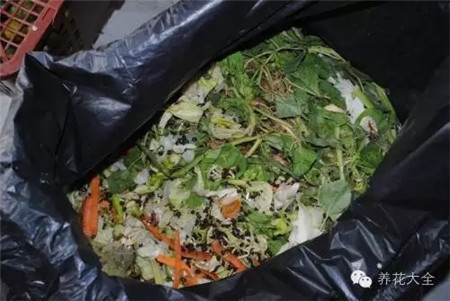 教你一些养花的小技巧