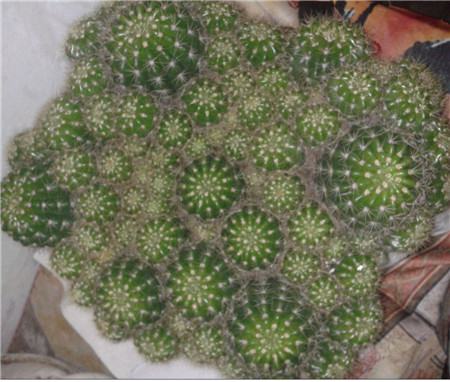 花开结果皎月团圆遇贵和合作事周全