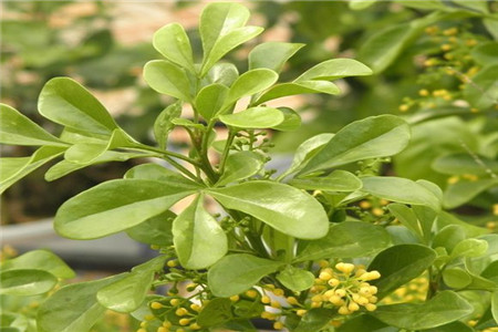 米兰花常见病治疗
