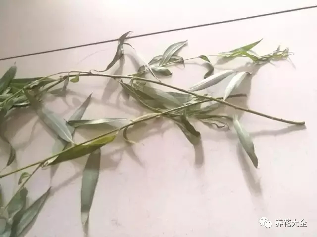 吊兰怎么扦插?