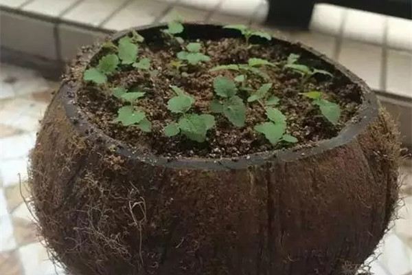 这几个小物件都能做花盆你都知道吗(有什么可以做花盆)