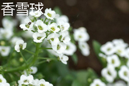 香雪球的花语和寓意