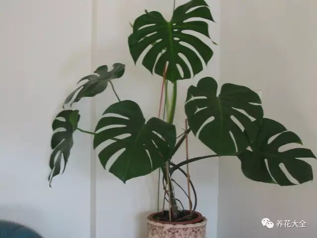 北边阳台适合养什么花