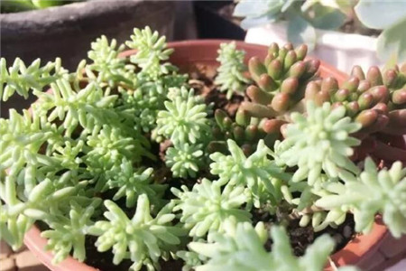 多肉的养殖方法和浇水