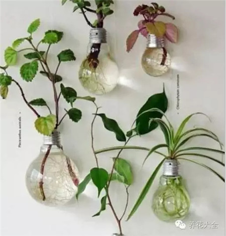 有什么可以做花盆