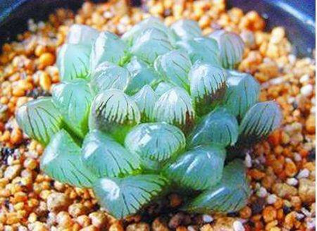冰灯玉露怎么浇水施肥