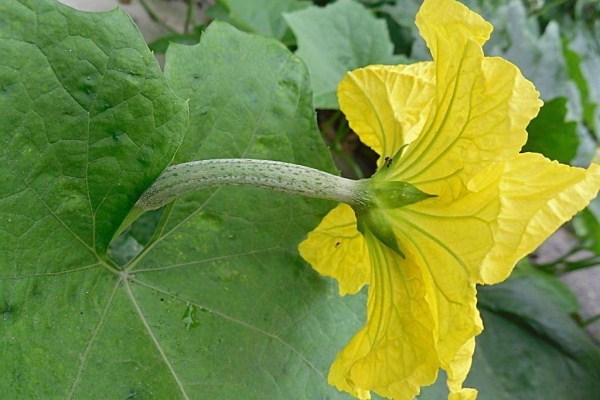丝瓜花什么时候开花(丝瓜花什么时候开花?)