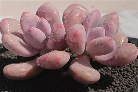 多肉的养殖方法和浇水