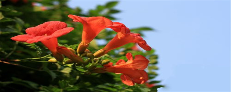 俄罗斯凌霄花种植时间(俄罗斯凌霄花的养殖方法和注意事项)