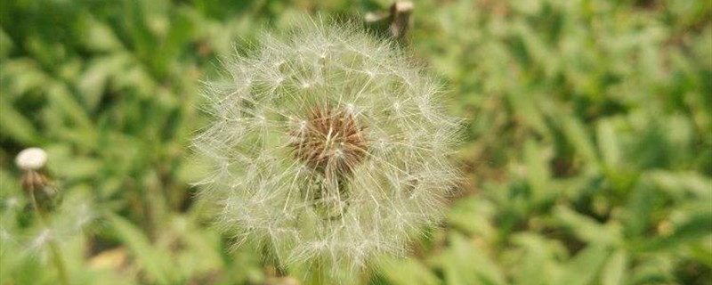 蒲公英的禁忌蒲公英的副作用(蒲公英的禁忌与作用)