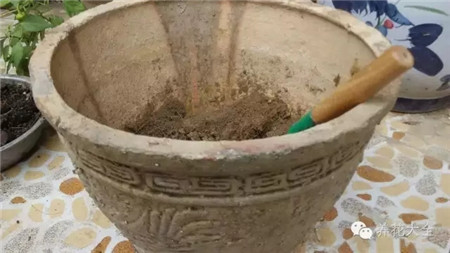 教你一些养花的小技巧