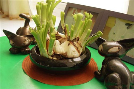水仙花有什么颜色还有什么特征和特点