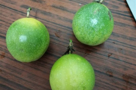 刚种百香果需要天天浇水吗?