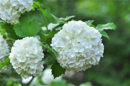 秋季如何给花施肥