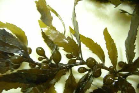 海里的植物都有什么