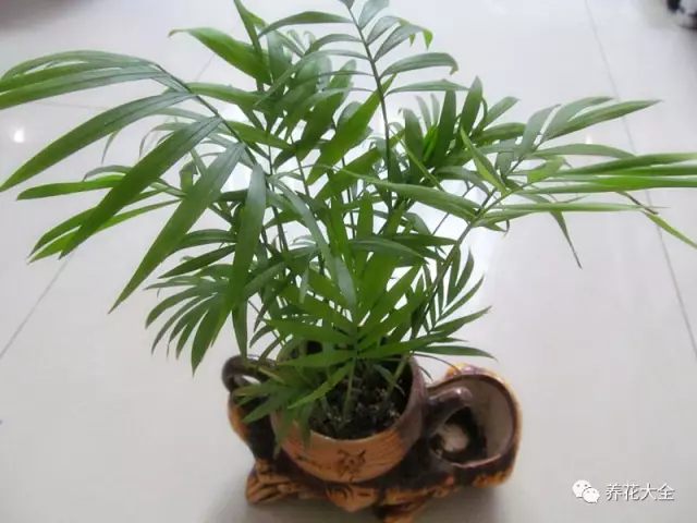 北边阳台适合养什么花