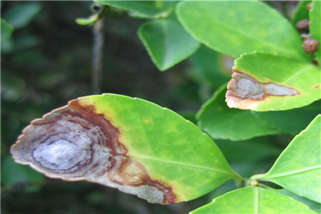 米兰花常见病害防治方法(米兰花常见病治疗)
