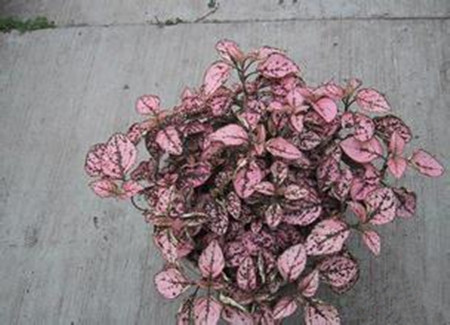 红点草图片