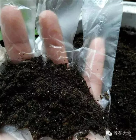 教你一些养花的小技巧