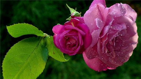 秋季如何给花施肥