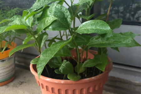 刚种百香果需要天天浇水吗?