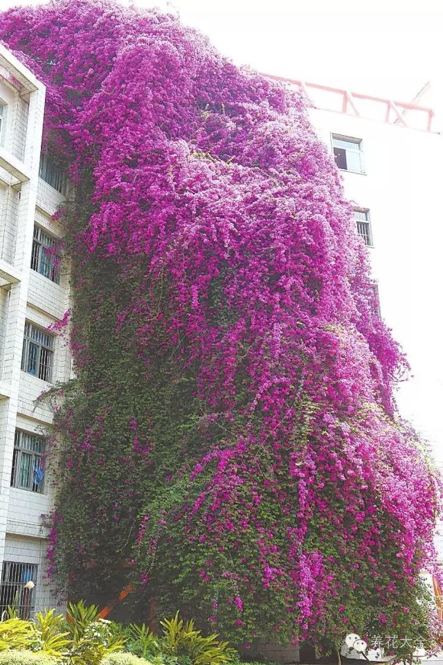 十大爬藤的花