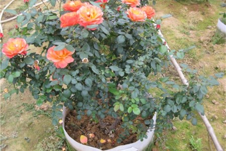 月季老桩种下多久发芽出土