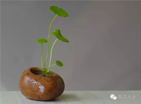 教你一些养花的小技巧