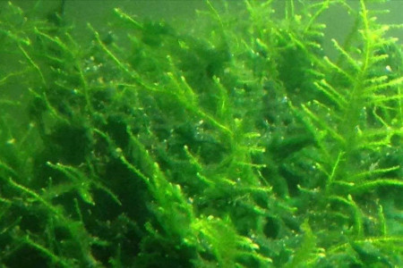 海里的植物都有什么