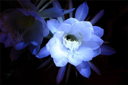 昙花秋季可以修剪吗