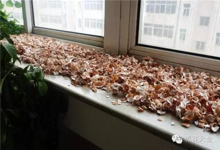 教你一些养花的小技巧