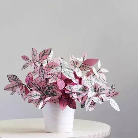 红点草图片