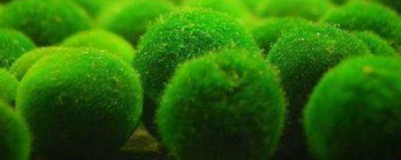 海里的植物有什么(海里的植物都有什么)