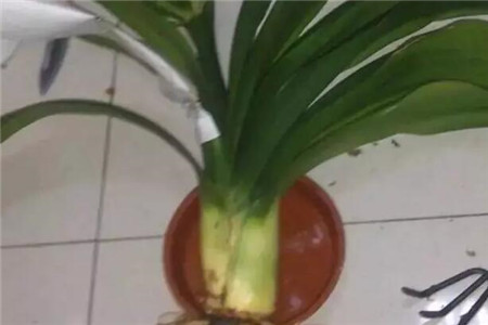 灰蚊症是什么