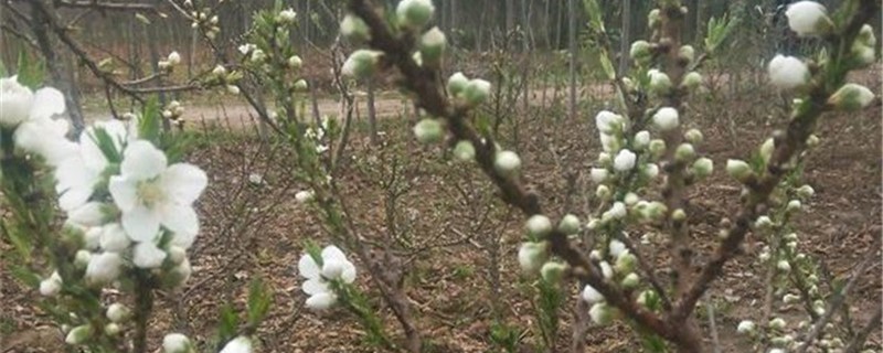 绿梅的养殖方法(绿梅树养殖方法)