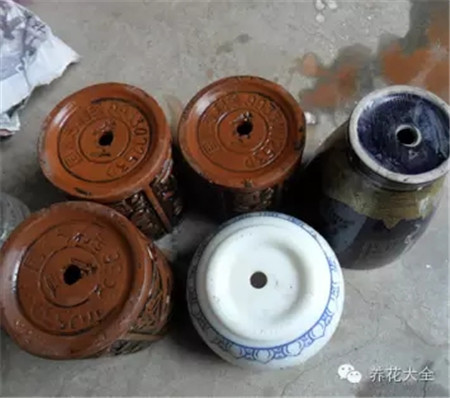 教你一些养花的小技巧