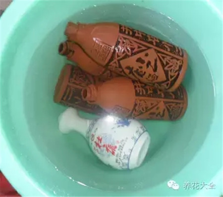 教你一些养花的小技巧
