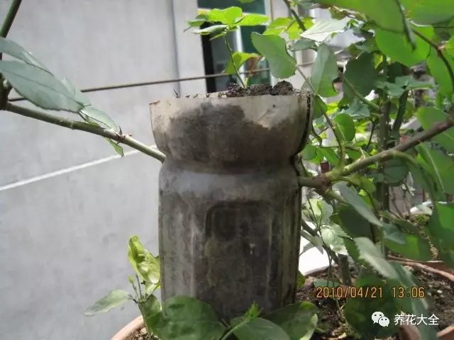 吊兰怎么扦插?