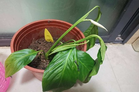 白掌叶子发黄怎么处理