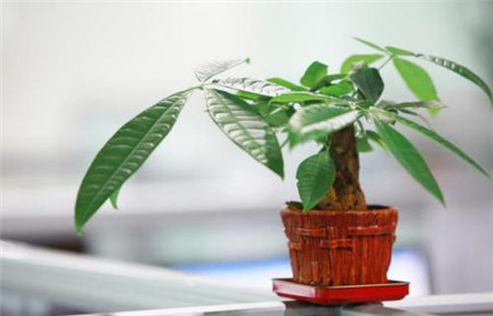 秋季如何给花施肥