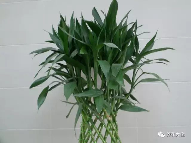 北边阳台适合养什么花