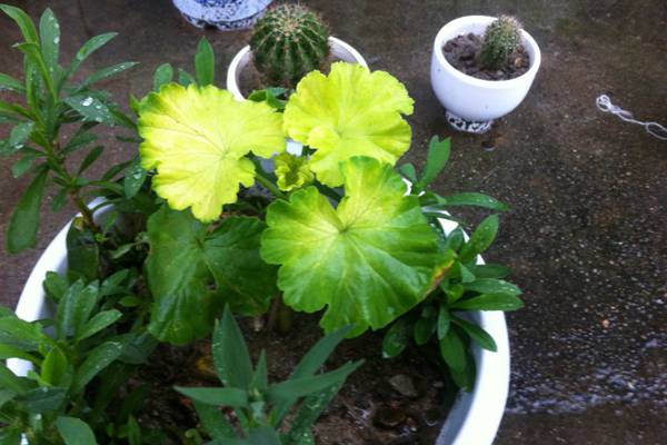 天竺葵生虫了怎么办常见病虫害及防治办法(天竺葵生虫了怎么办常见病虫害及防治办法图片)