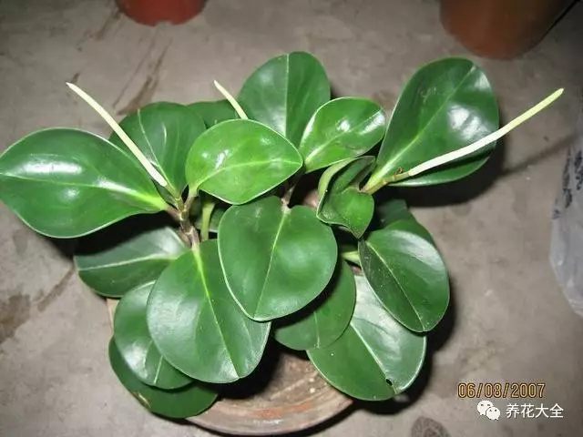 北边阳台适合养什么花
